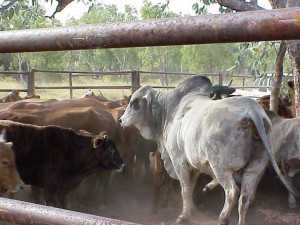 Brahman bull with shorthorn cattle at Lamboo Station