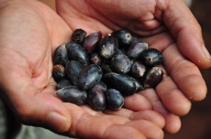 The Minyjuru tree within the restricted Broome PEC, provides a much coveted sweet fruit and traditional Yawuru Mayi (pictured).