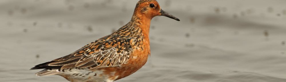 Red Knot by Adrian Boyle