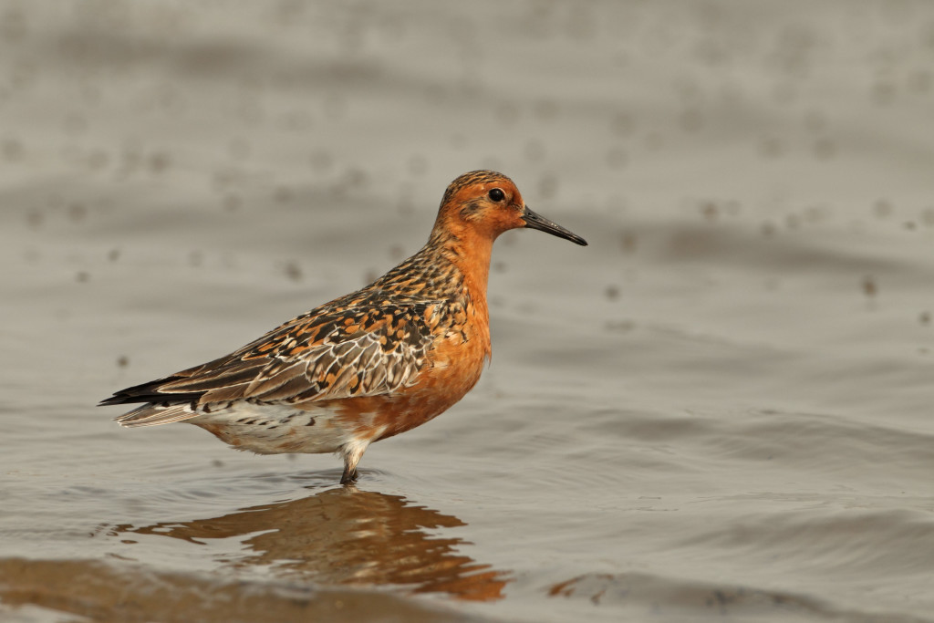Red Knot by Adrian Boyle