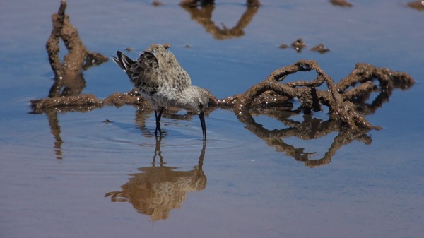 Curlew_Sandpiper_resized